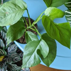 Rhaphidophora tetrasperma Monstera